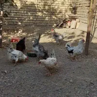 مرغ و خروس گلین