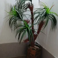 گیاه مصنوعی زینتی