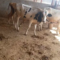 فروش گوساله پاکستانی