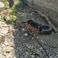 معاوضه ژرمن|سگ|جیرفت, |دیوار