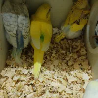 طوطی برزیلی اپلاین مولد روتخم جوجه دستی مرغ عشق|پرنده|کرج, حیدرآباد|دیوار