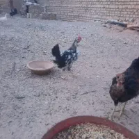 جوجه نیمچه گلین مرغ و خروس خال سوزنی تخفیف دار