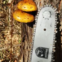 کار با اره موتور.  درخت میوه ،چنار، بید ،هیزم و