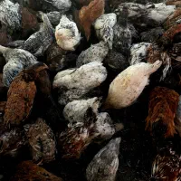 مرغ و خروس گلپایگان|حیوانات مزرعه|خرمدره, |دیوار