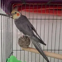 عروس هلندی نر سخنگو