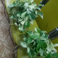 گل پتوس زیبا وسالم