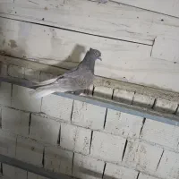 ماده دم سفید و دوکت سرور|پرنده|خمینیشهر, |دیوار