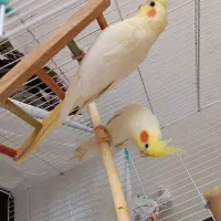 عروس هلندی لوتینو