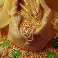 کاه نخود کاه عدس و کاه گندم  اسینم