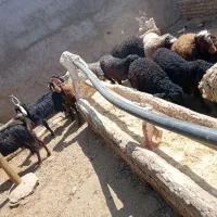 گوسفند نر