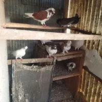 کبوتر پرشی