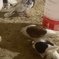یک جفت دوکت|پرنده|جم, |دیوار