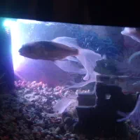 ماهی کوی|ماهی|پاکدشت, پاکدشت (مامازند)|دیوار