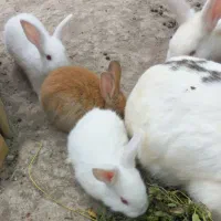 خرگوش نینی ناناز