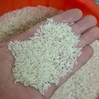 برنج هاشمی ناودونی گیلان|خوردنی و آشامیدنی|بندر انزلی, نوغان|دیوار