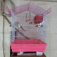 قفس تازه پرنده