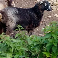 گوسفند ماده سه عدد|حیوانات مزرعه|رامسر, |دیوار