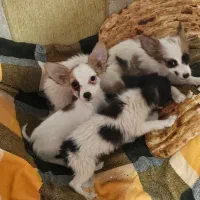 توله سگ پا کوتاه