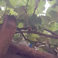 انگوره غوره