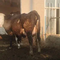 گاوشیری دودندان سرسفید با گوساله شرابی،بهترین نژاد|حیوانات مزرعه|ارومیه, |دیوار