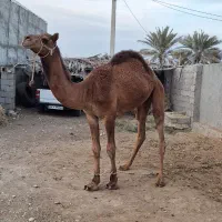 فروش شتر نر