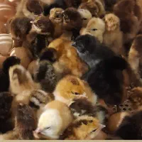 جوجه یکروزه گلپایگانی|حیوانات مزرعه|خسروشاه, |دیوار