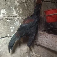 سه عدد لاری اصیل