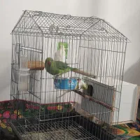 طوطی ملنگووعروس هلندی خوشگل|پرنده|جیرفت, |دیوار