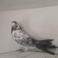 چلچله