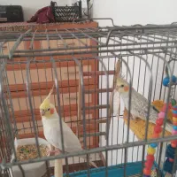 قصدمهاجرت
