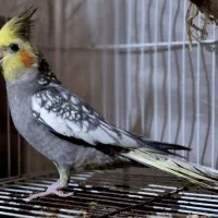 ۱عدد گلباقالی خوشکل نر بالغ دستی درشت و سالم