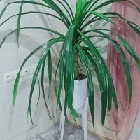 کیف نیه گ ل گ ن د م ی زیبا همراه با پایه