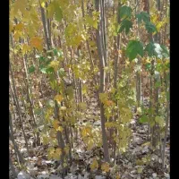 ریشه گره گواخ