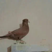 کبوتر  کرمونی