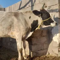 گوساله نر|حیوانات مزرعه|گنبکی, |دیوار