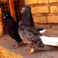 کبوتر|پرنده|اهواز, کیانپارس |دیوار