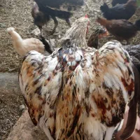 مرغ خروس