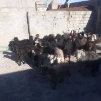 بزغاله|حیوانات مزرعه|هیر, |دیوار