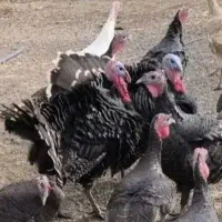 بوقلمون ماده