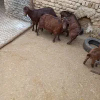 بز و بزغاله