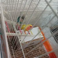 طوطی برزیلی|پرنده|رشت, سعدی (تختی)|دیوار