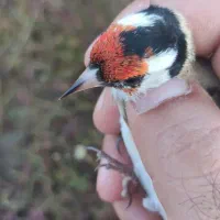 جوجه سهره|پرنده|تالش, هشتپر|دیوار