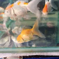 ماهی گلدفیش هد دار|ماهی|رشت, شهرک صبا|دیوار