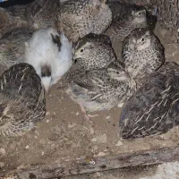 بلدرچین نژاد ژاپنی سنگین