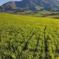 زمین دیم روستای کومایین