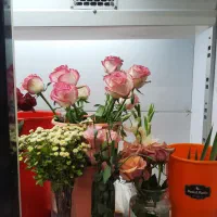 گل رز در رنگ های مختلف|گل و گیاه طبیعی|سبزوار, قصبه اب یمین|دیوار