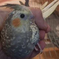 عروس هلندی جوجه 2 الی 3 ماهه دونخور