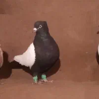 جفتگاه|پرنده|فریمان, |دیوار