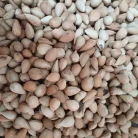 بادام کیلویی ۲۵۰ تازه