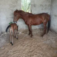 اسب